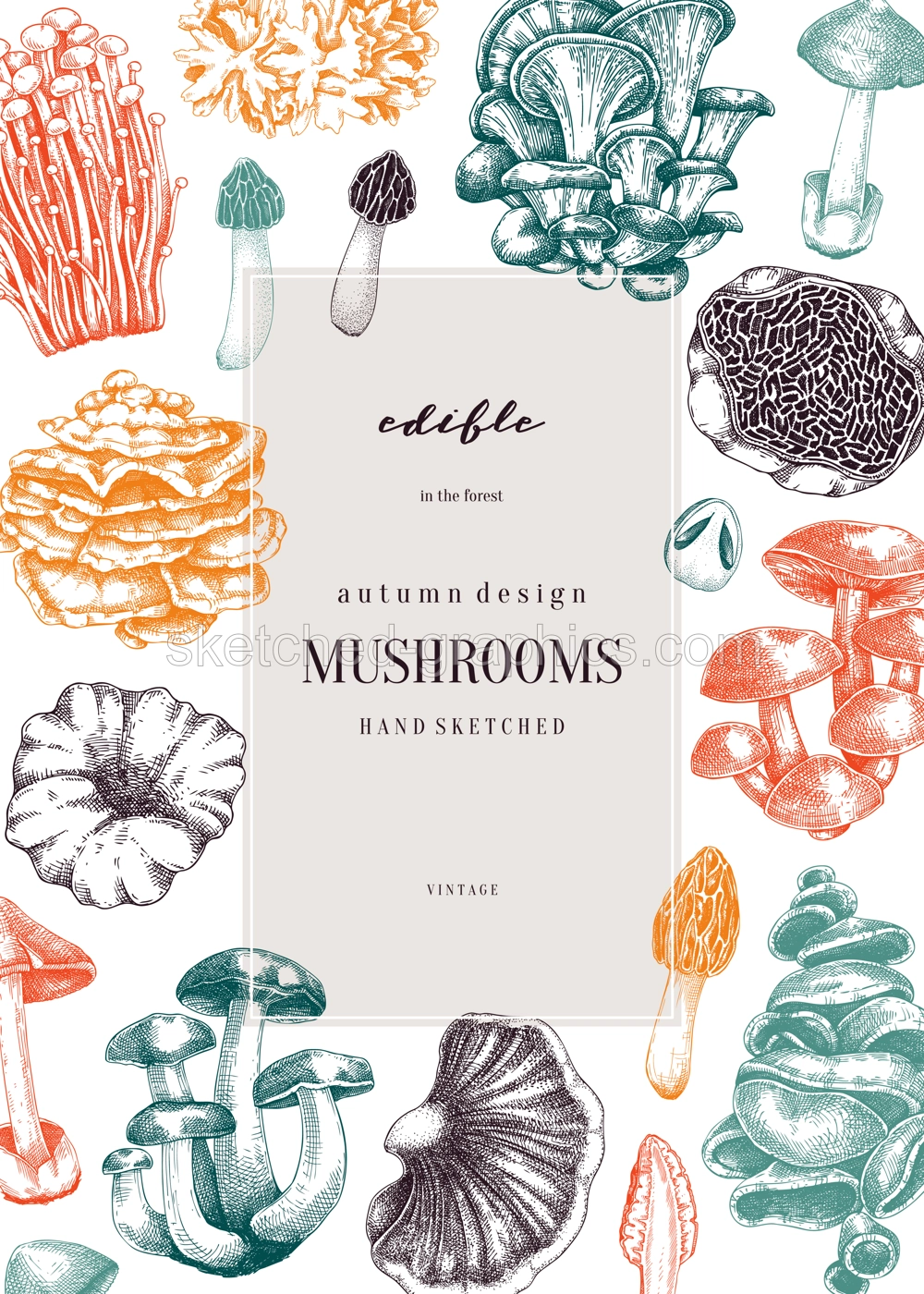 Forest mushrooms background. Edible mushrooms frame, vinatge card design. Fungi, healthy food, vegan product sketches. Autumn hand-drawn vector illustration. Engraved style design template Illustration